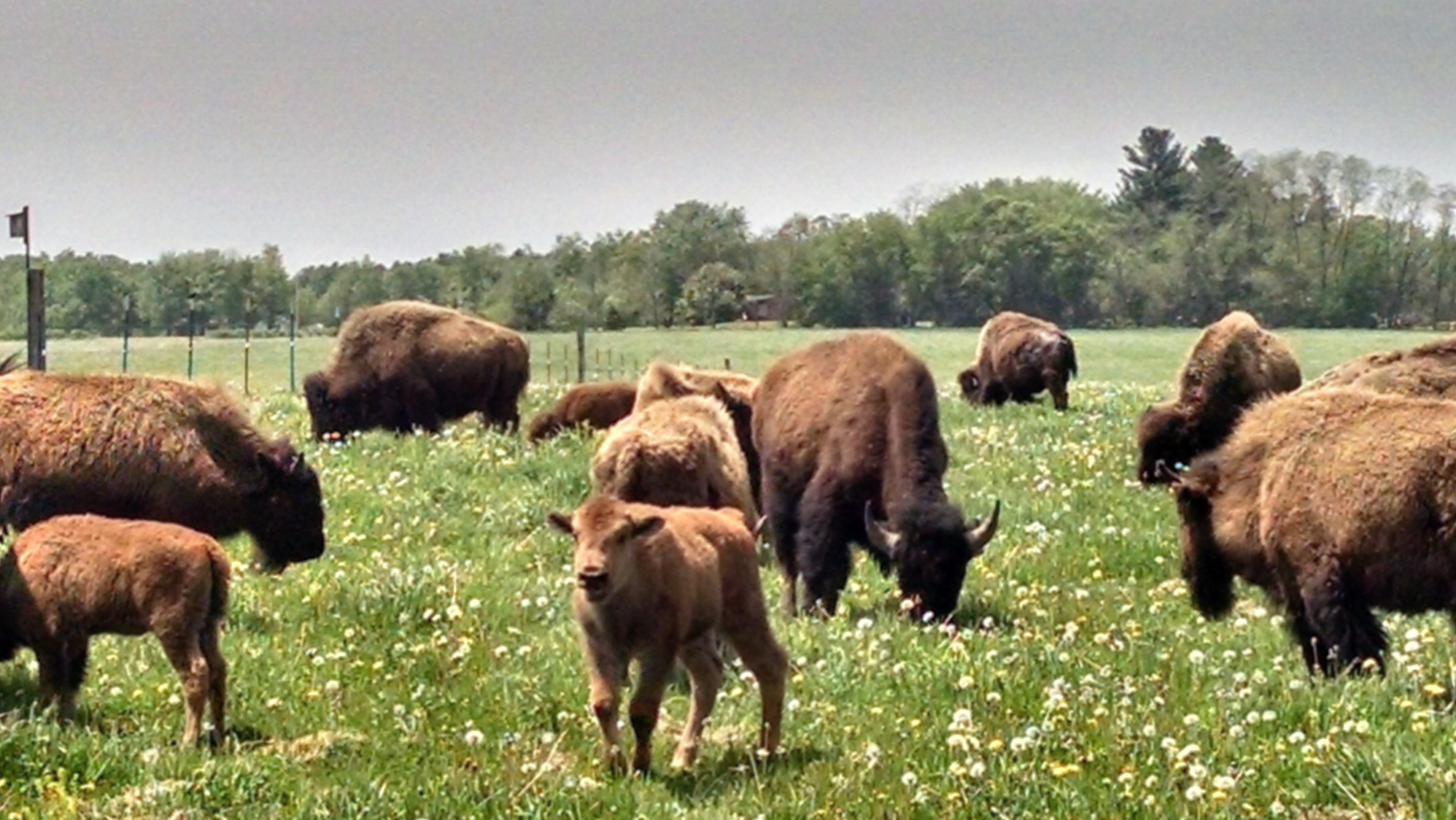 bison farm business plan